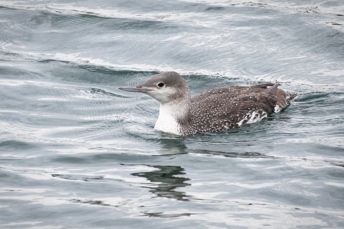 Red-throated Loon - ML295822491