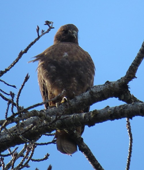 Red-tailed Hawk - Marlowe Kissinger