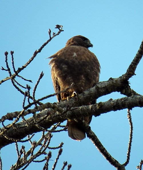 Red-tailed Hawk - Marlowe Kissinger