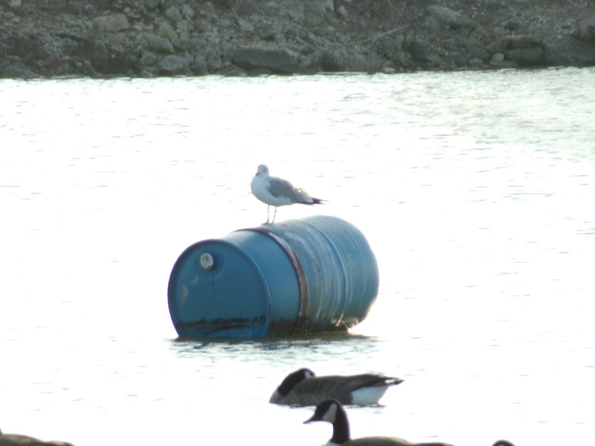 Ring-billed Gull - ML295824241