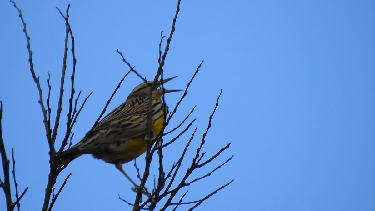 Eastern Meadowlark - Francisco Rivas