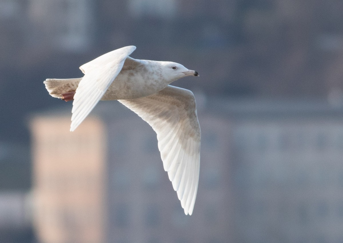 Glaucous Gull - Kyle Bardwell