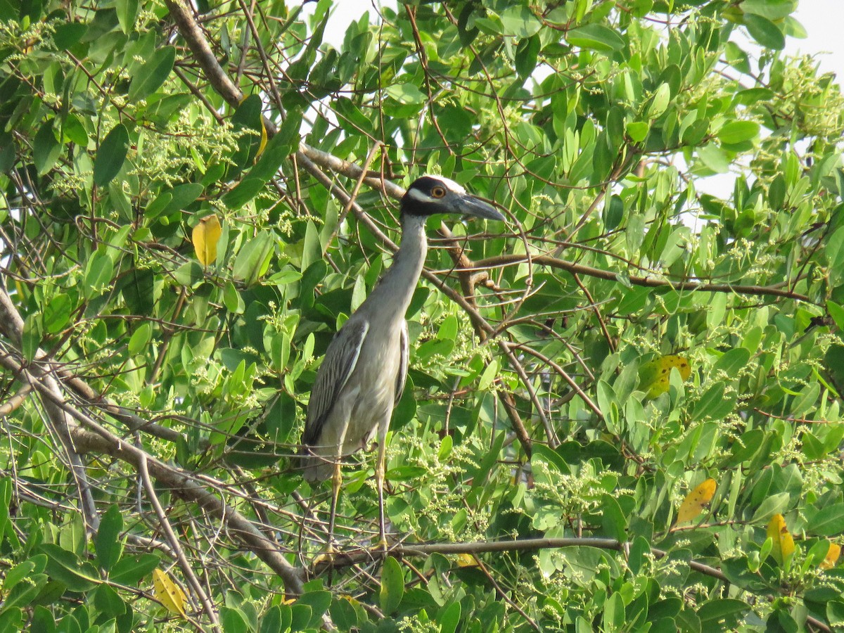 Yellow-crowned Night Heron - ML29582481