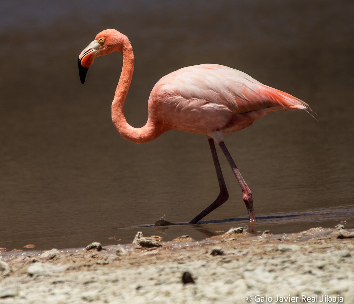 Amerika Flamingosu - ML295824891
