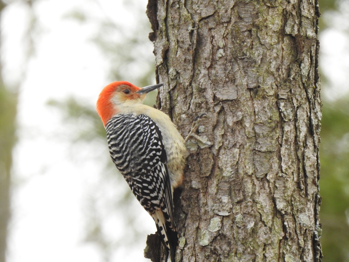 Red-bellied Woodpecker - Francisco Rivas