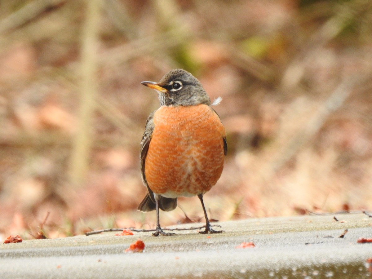 American Robin - ML295825271