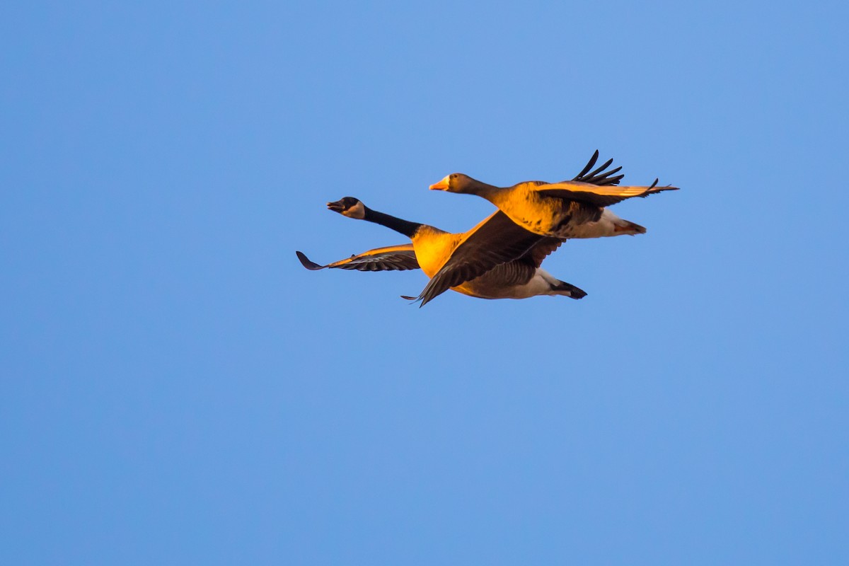 Greater White-fronted Goose - Jeff Huth