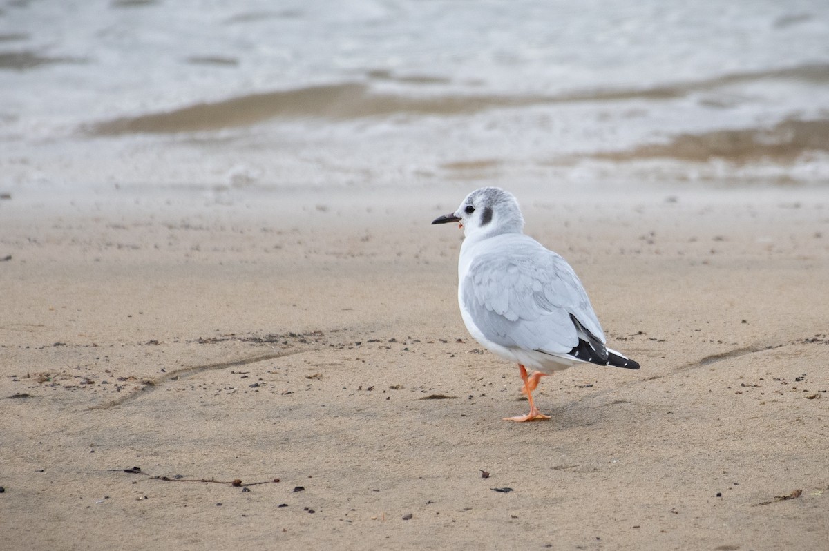 Bonaparte's Gull - ML295825421