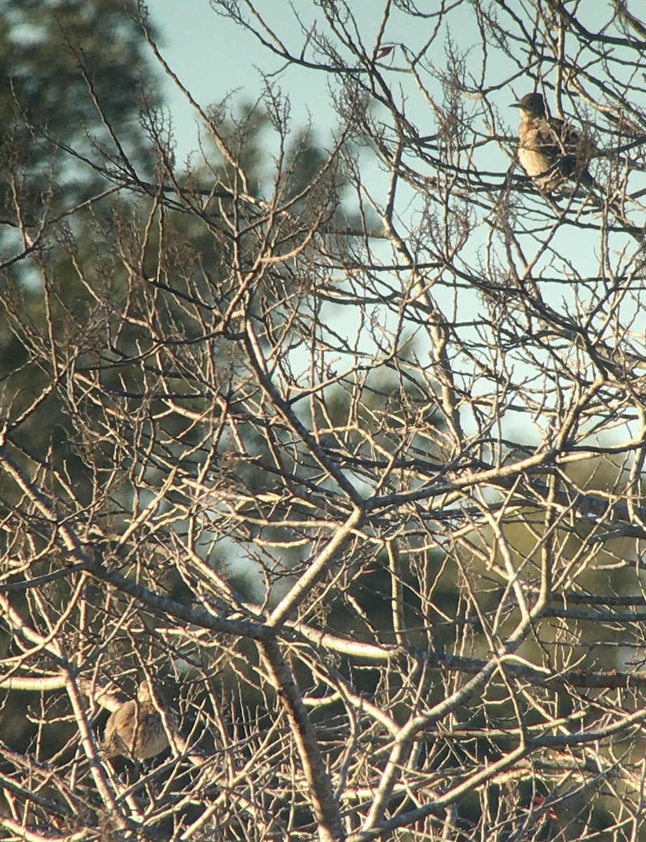 Sage Thrasher - ML295825431