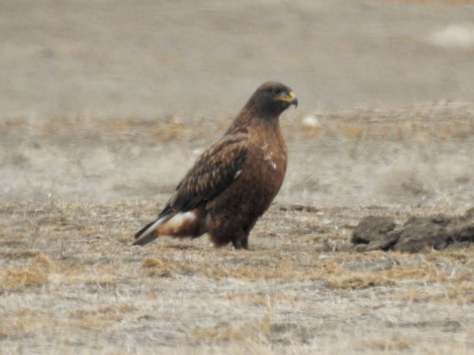 Ferruginous Hawk - Jack Coulter