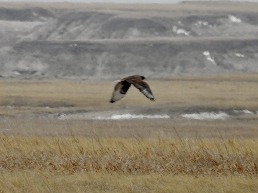 Ferruginous Hawk - Jack Coulter