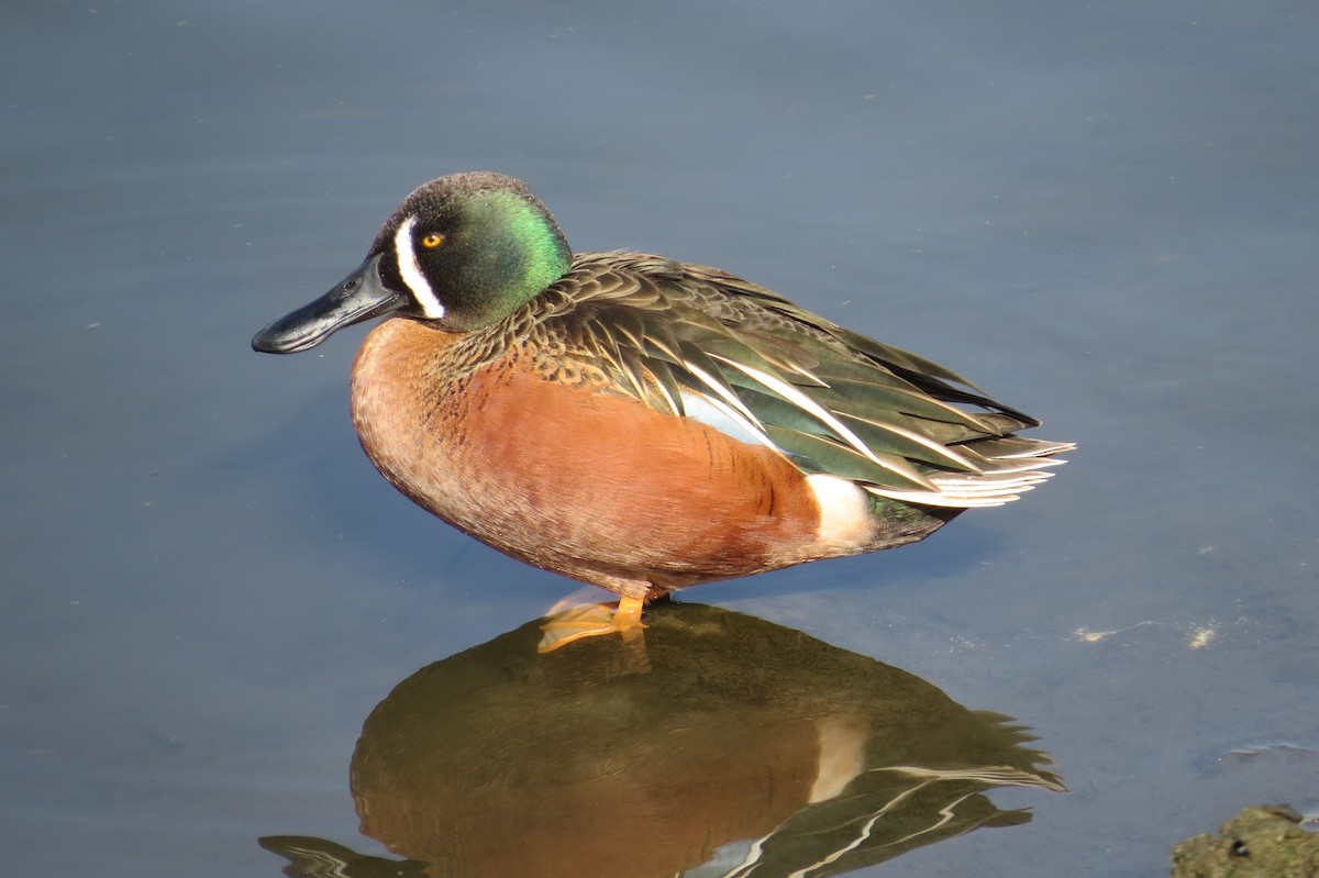 Cinnamon Teal x Northern Shoveler (hybrid) - brian sandstrom