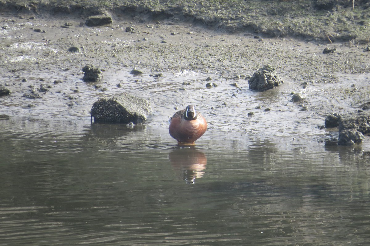 Cinnamon Teal x Northern Shoveler (hybrid) - ML295825841