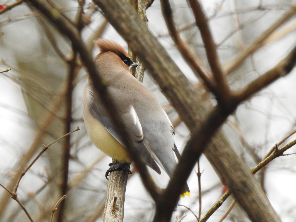 Cedar Waxwing - ML295826791