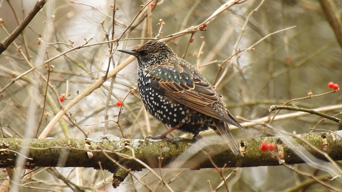 European Starling - ML295827261