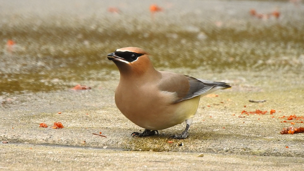 Cedar Waxwing - ML295827291