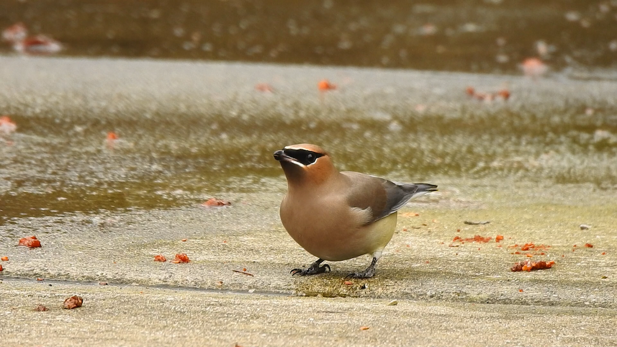 Cedar Waxwing - ML295827331