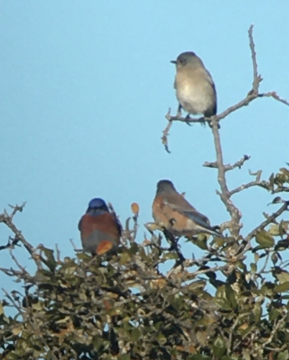Western Bluebird - ML295827341