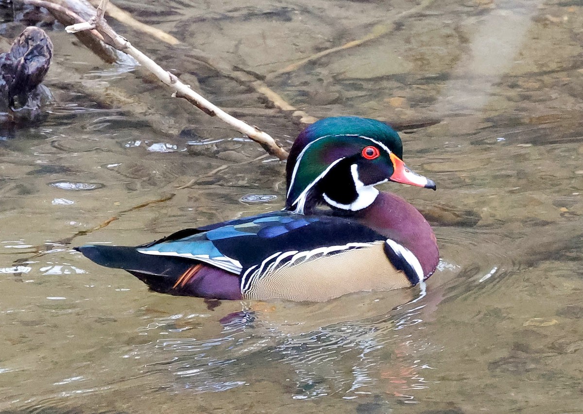 Wood Duck - ML295828921