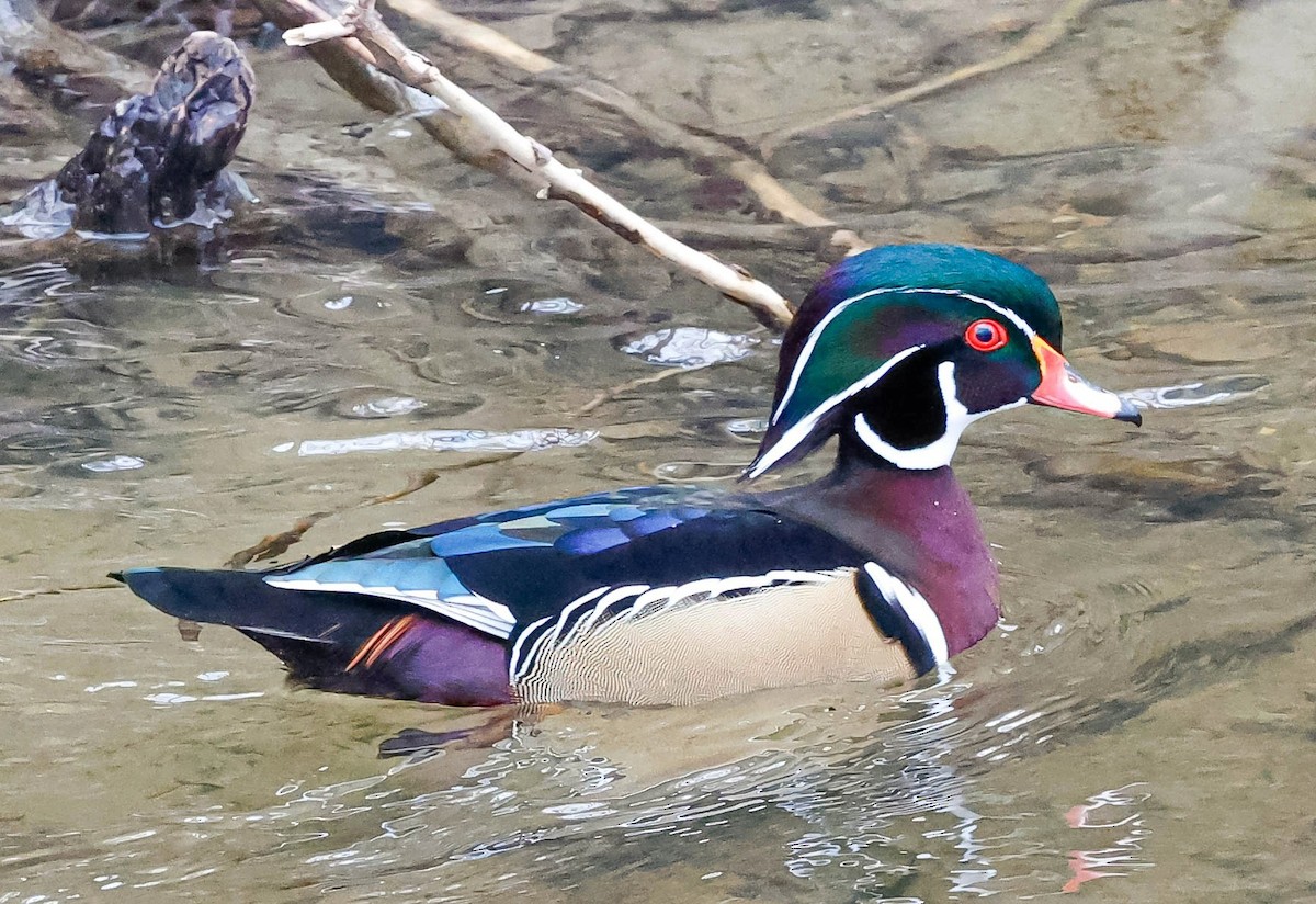 Wood Duck - ML295828941