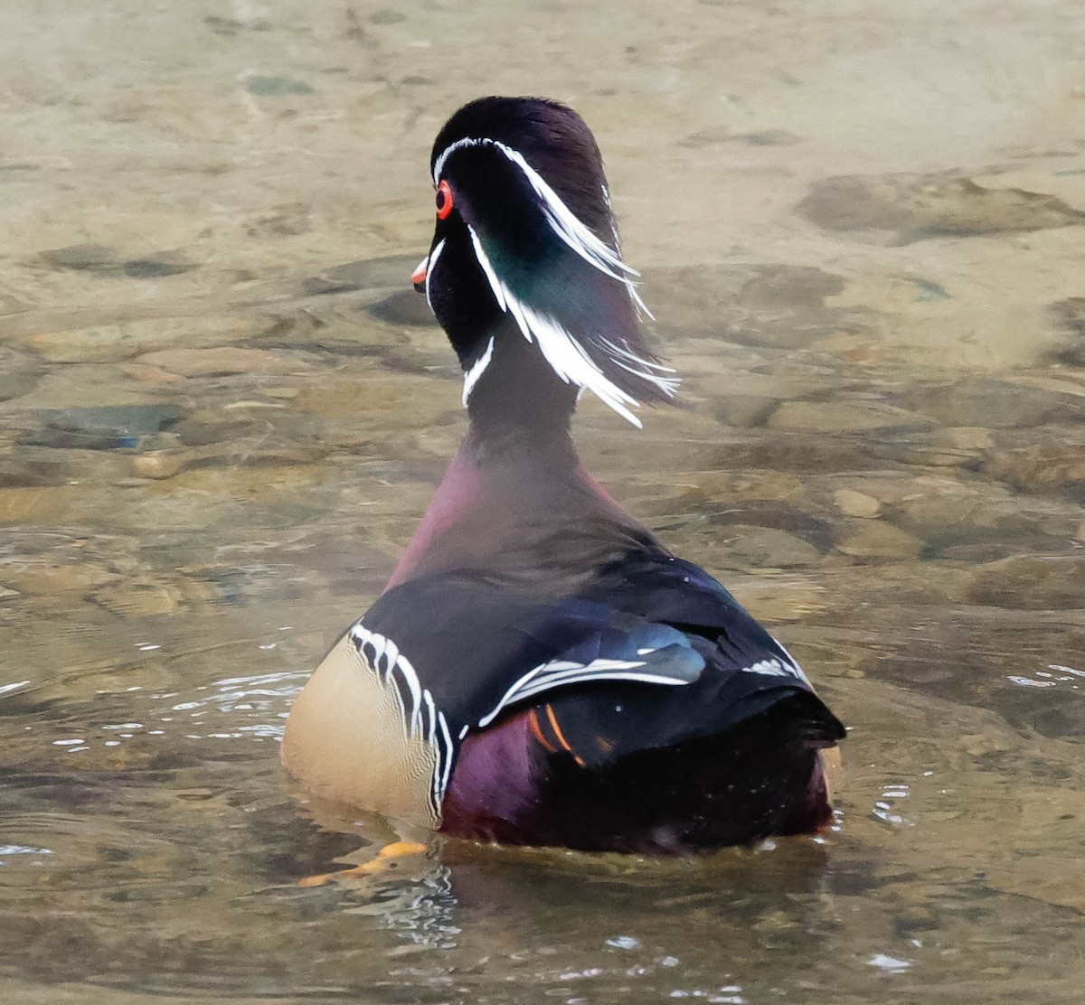 Wood Duck - ML295828951