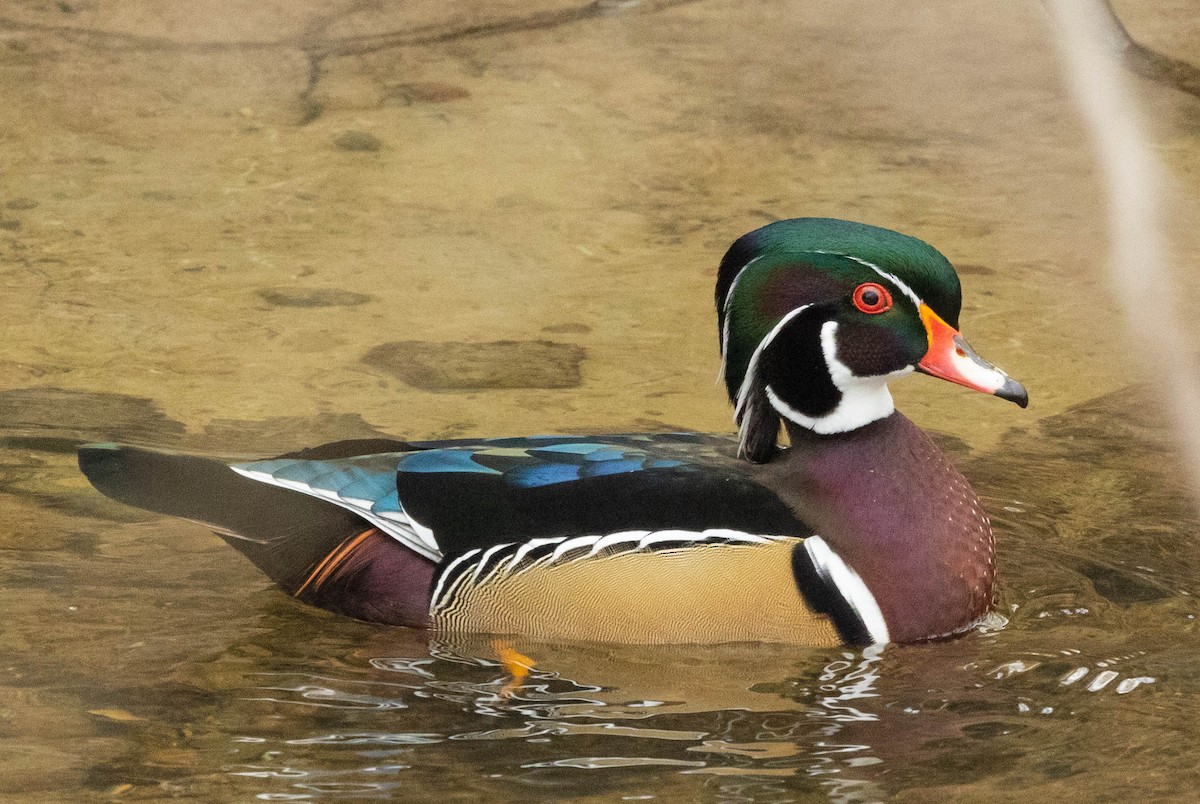 Wood Duck - ML295828961