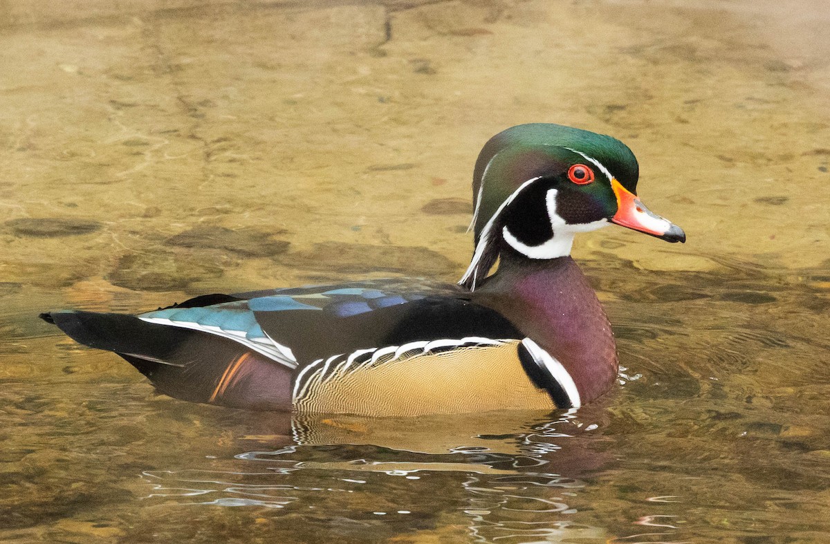 Wood Duck - ML295828971
