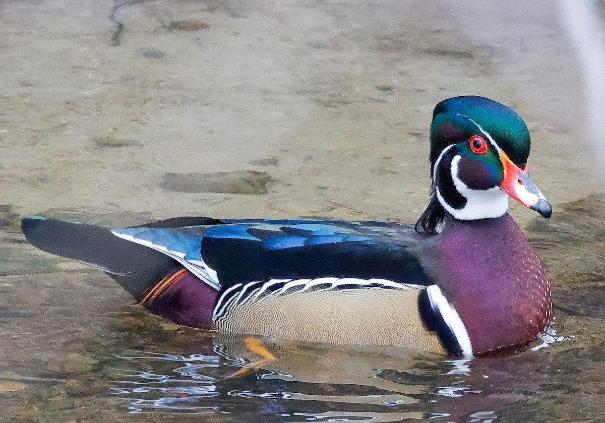 Wood Duck - ML295828991