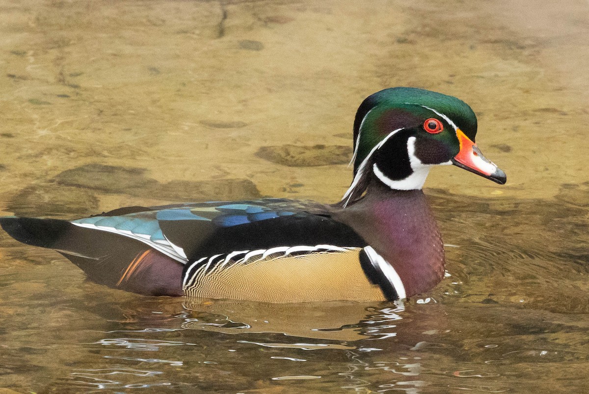Wood Duck - ML295829001