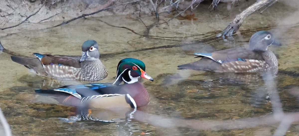 Wood Duck - ML295829011