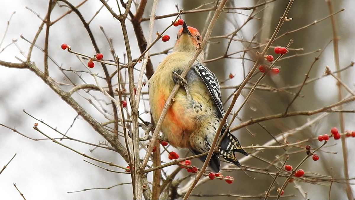 Red-bellied Woodpecker - ML295829021