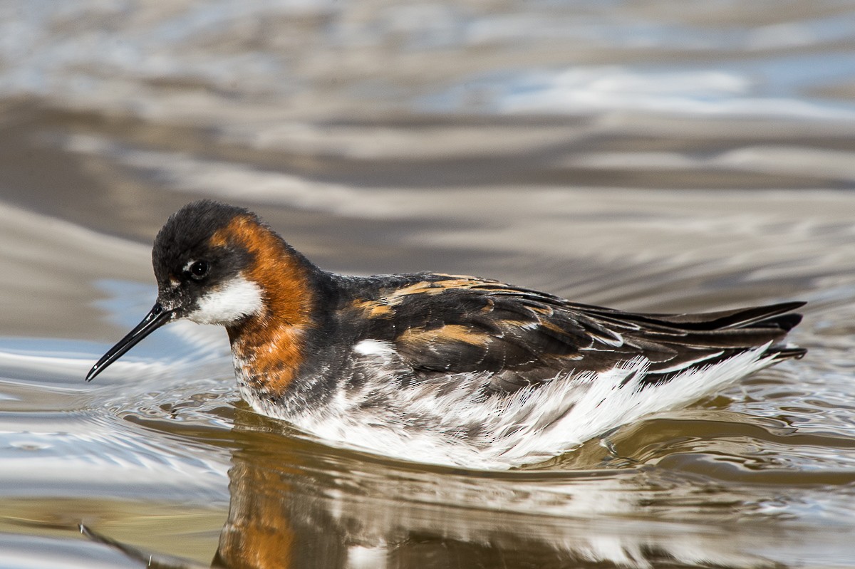 Phalarope à bec étroit - ML29582931