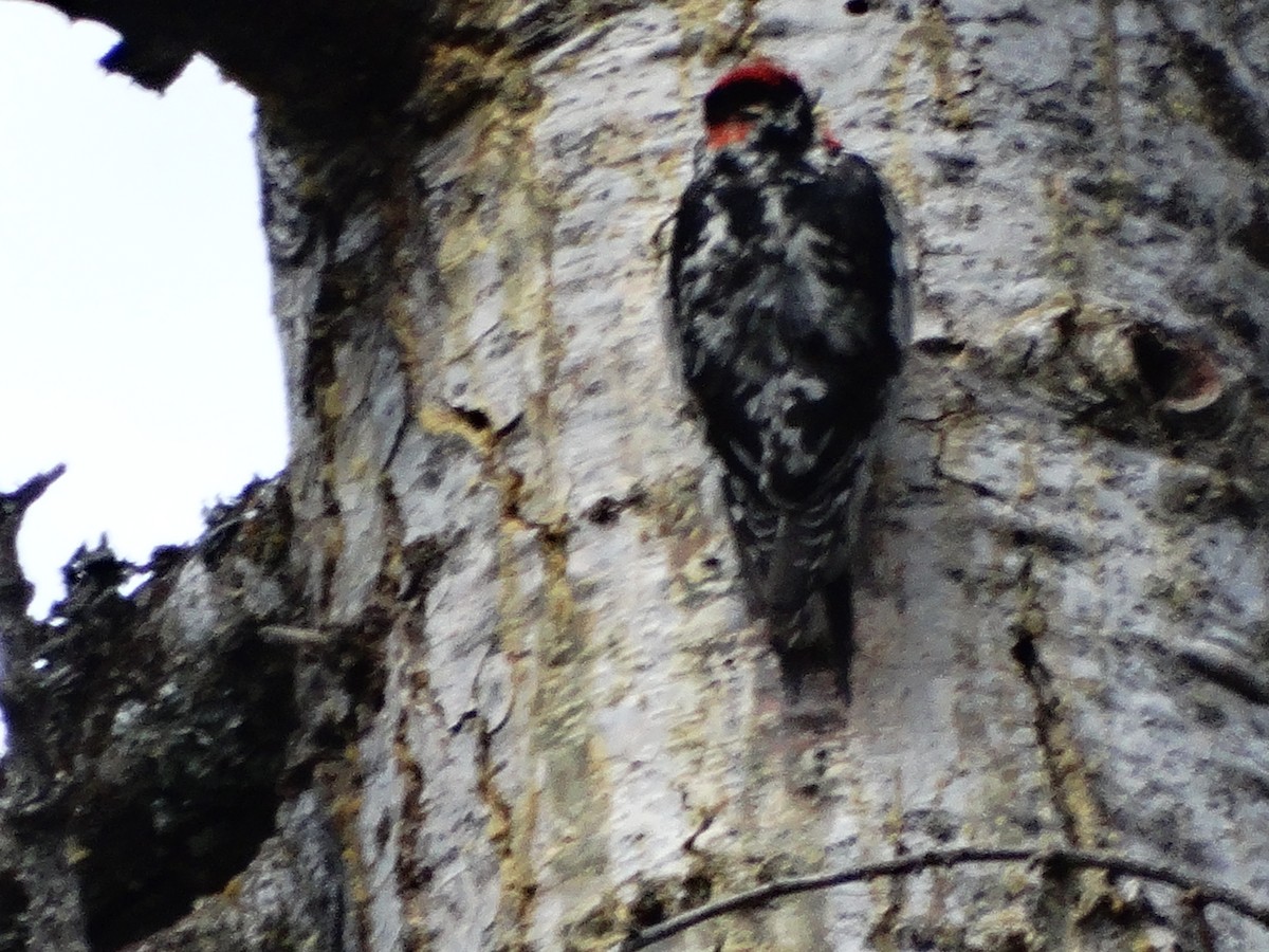 Red-naped Sapsucker - ML29583091