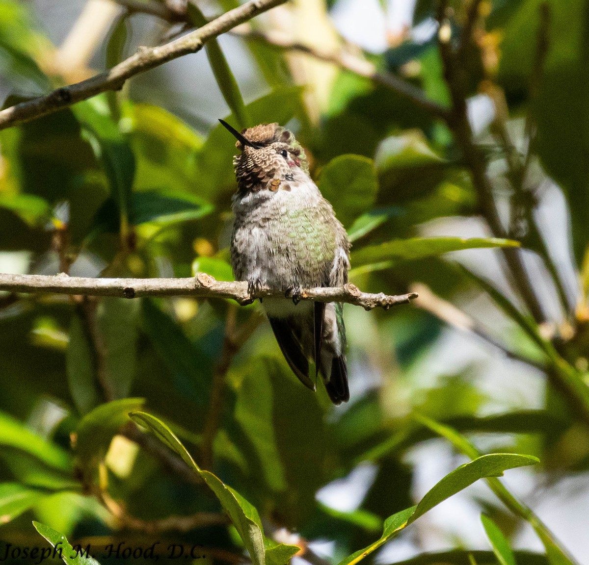 Anna's Hummingbird - Joseph Hood