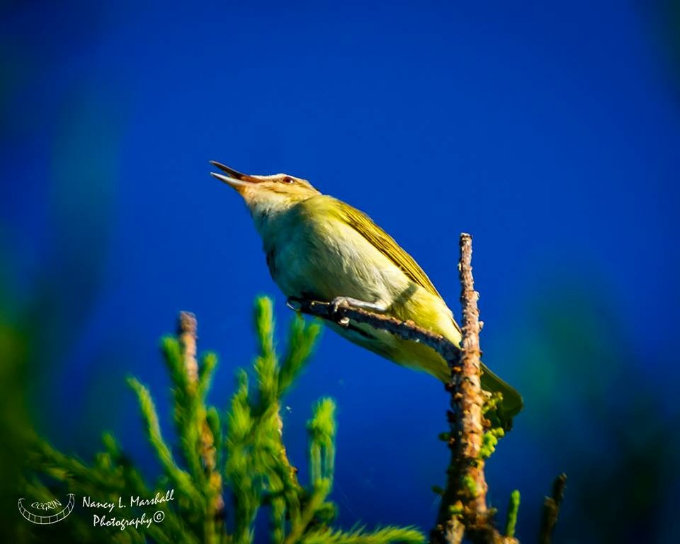 Black-whiskered Vireo - ML29583271