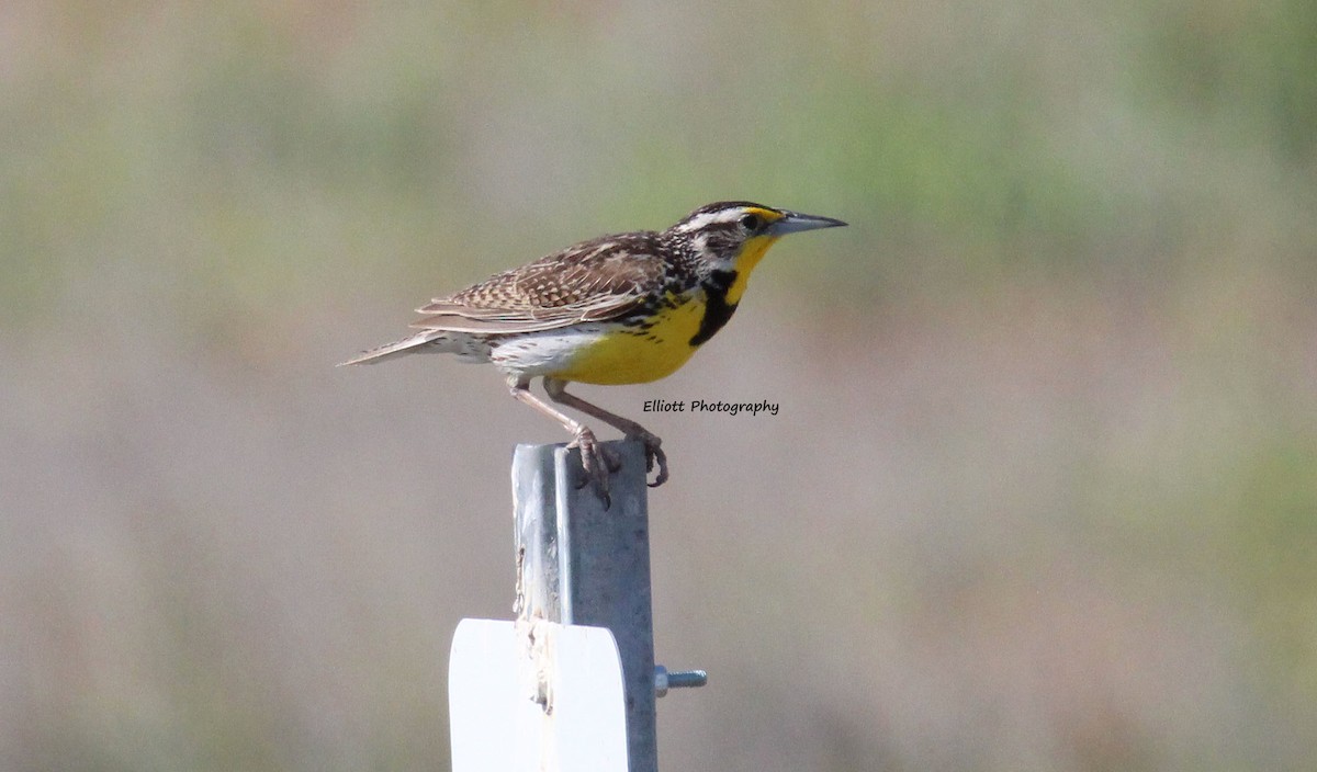 Western Meadowlark - Julianne Elliott