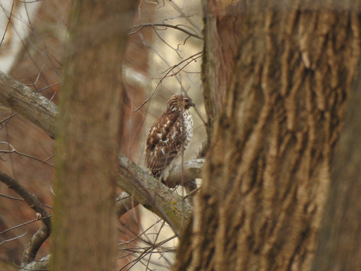 Red-shouldered Hawk - ML295834151