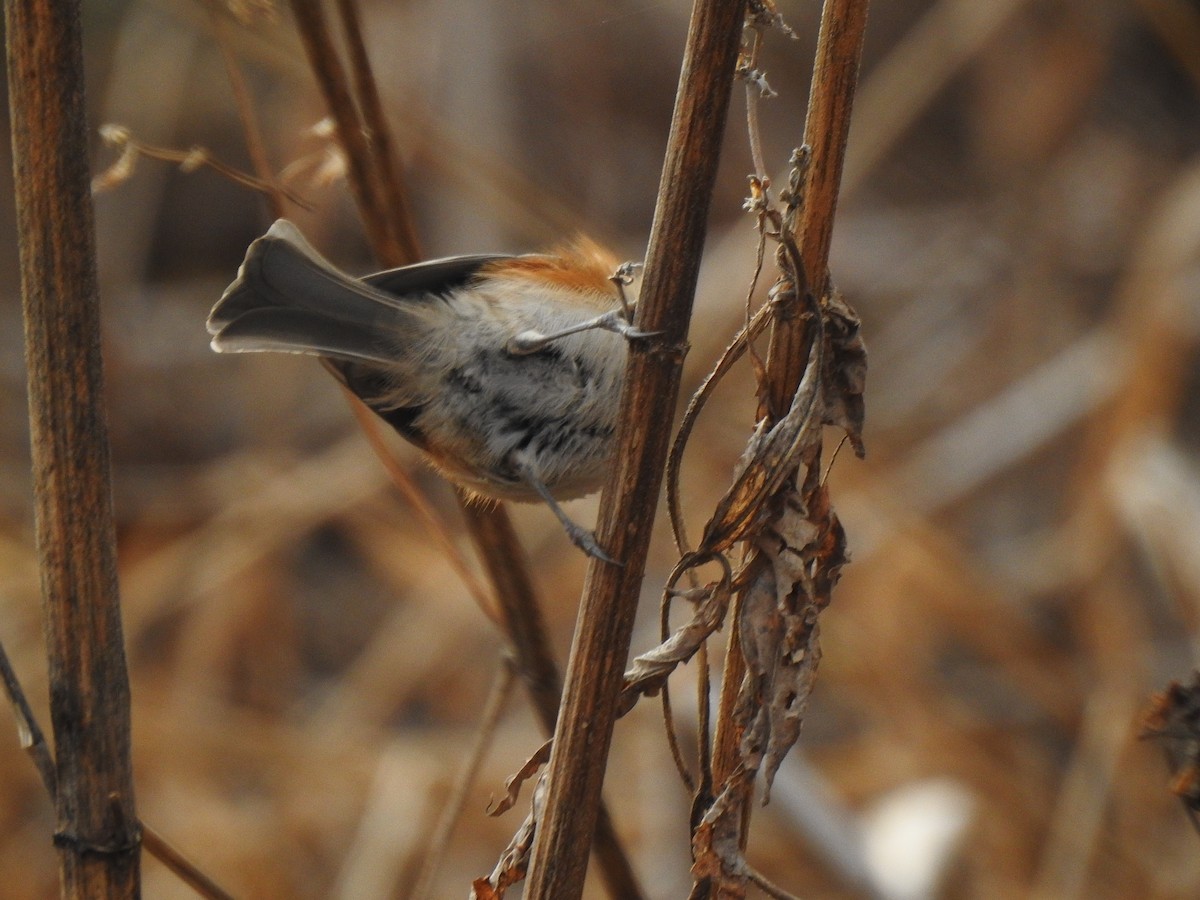 エボシガラ - ML295834221