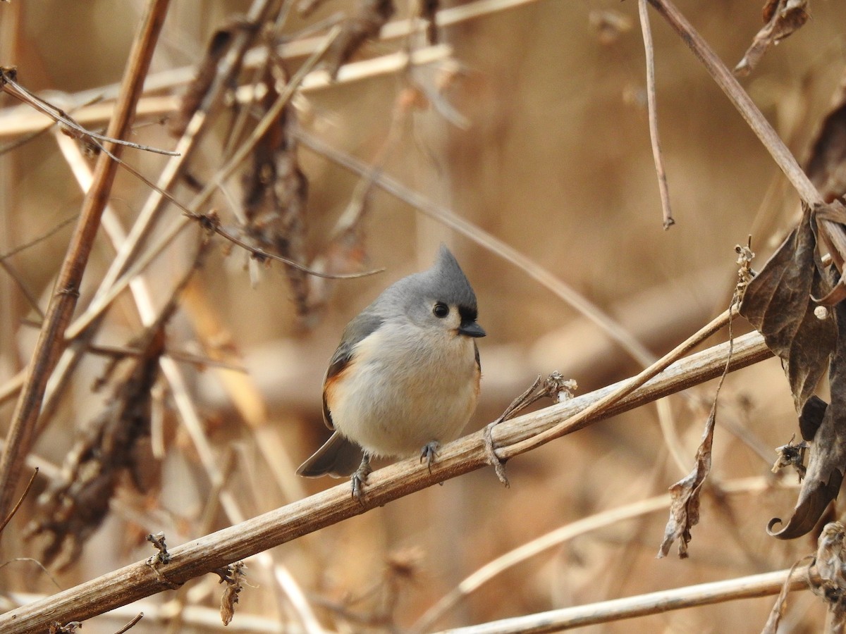 Tufted Titmouse - ML295834251