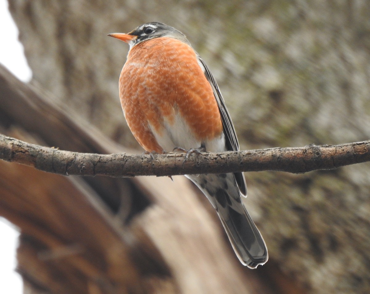 American Robin - ML295834281