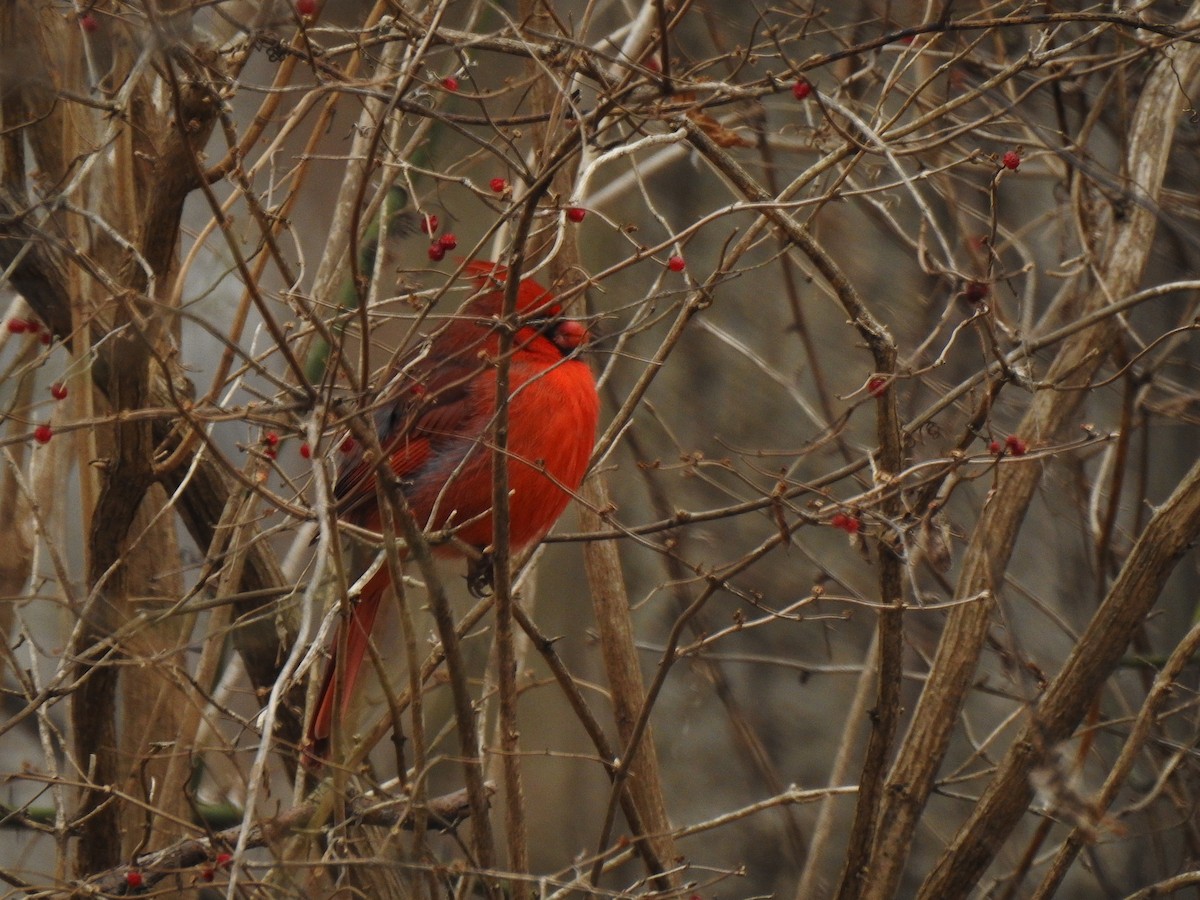 Northern Cardinal - ML295834341