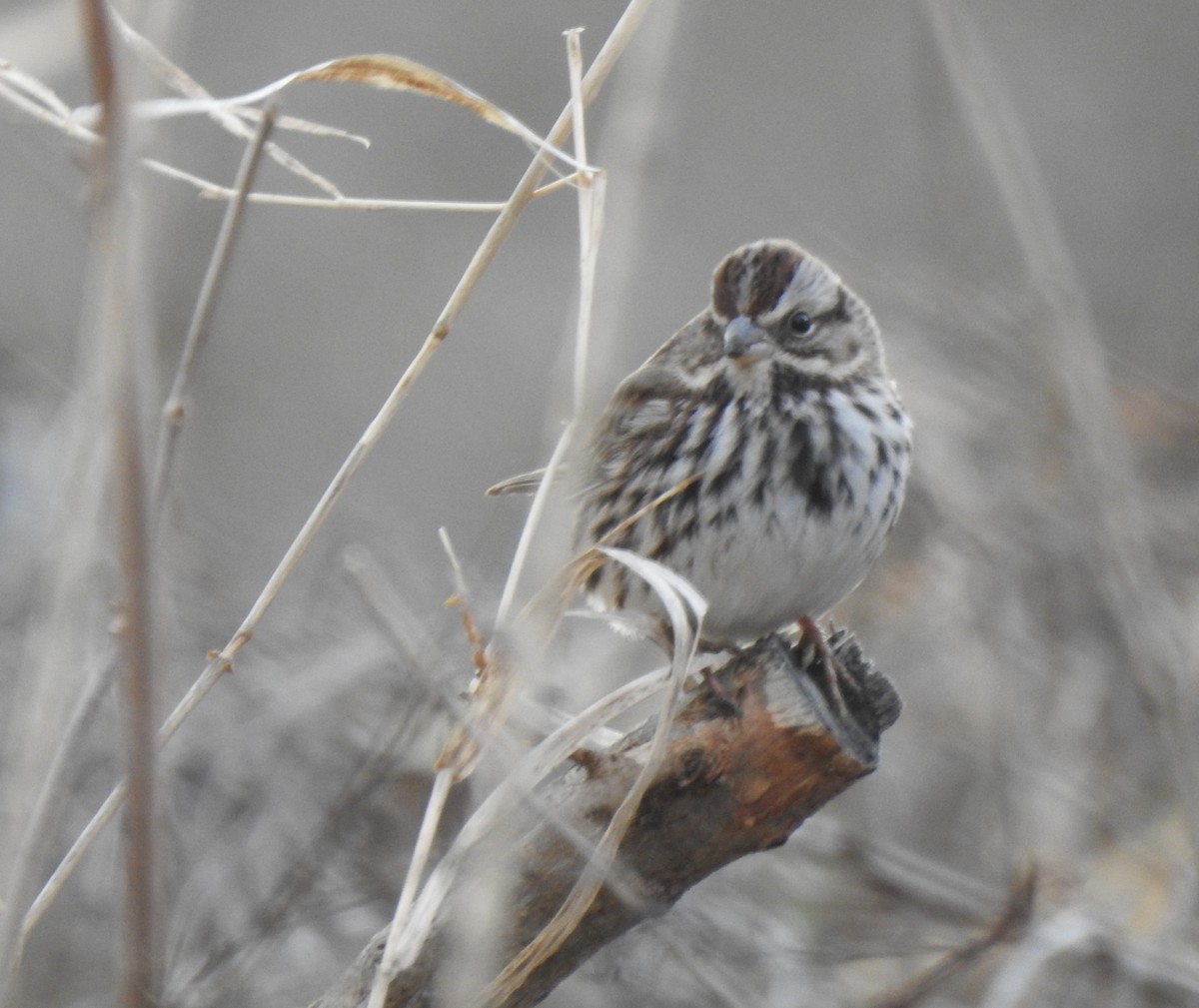 Song Sparrow - ML295834441