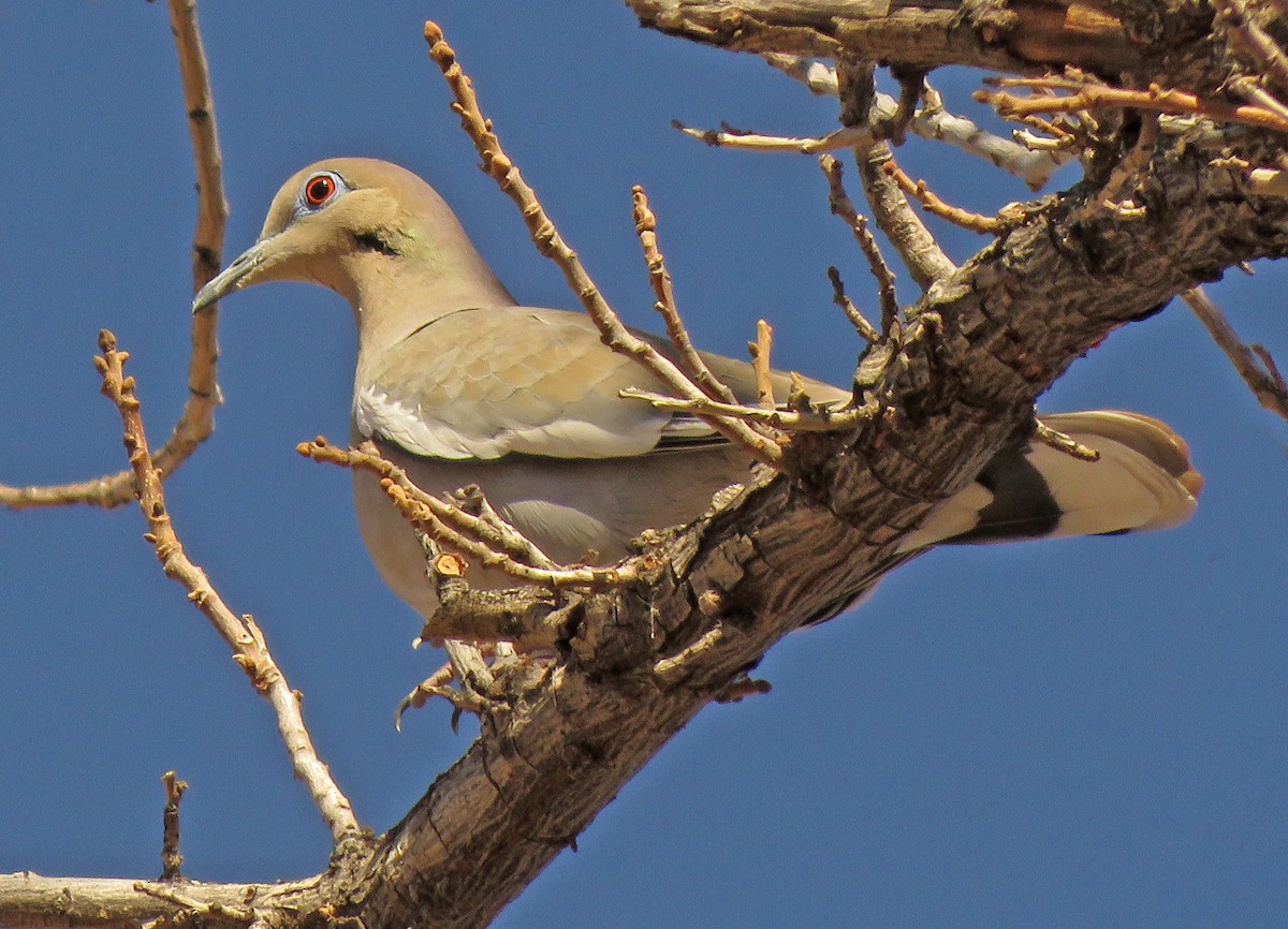 White-winged Dove - Diane Drobka