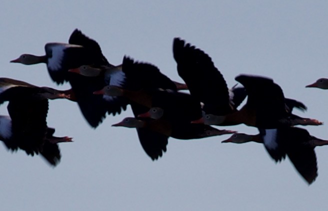 Black-bellied Whistling-Duck - ML295838001