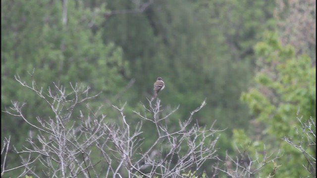 Willow Flycatcher - ML295838031