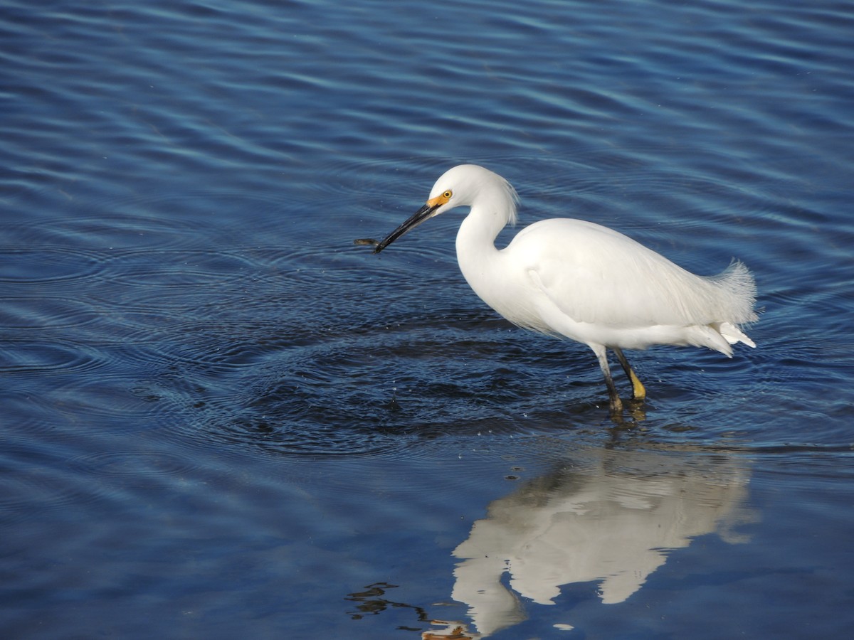 Snowy Egret - ML295838581