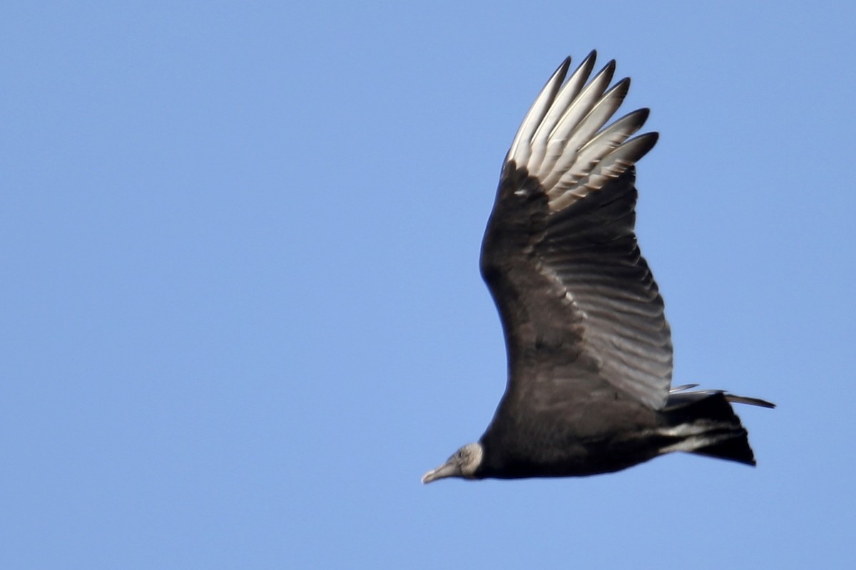 Black Vulture - ML295839441