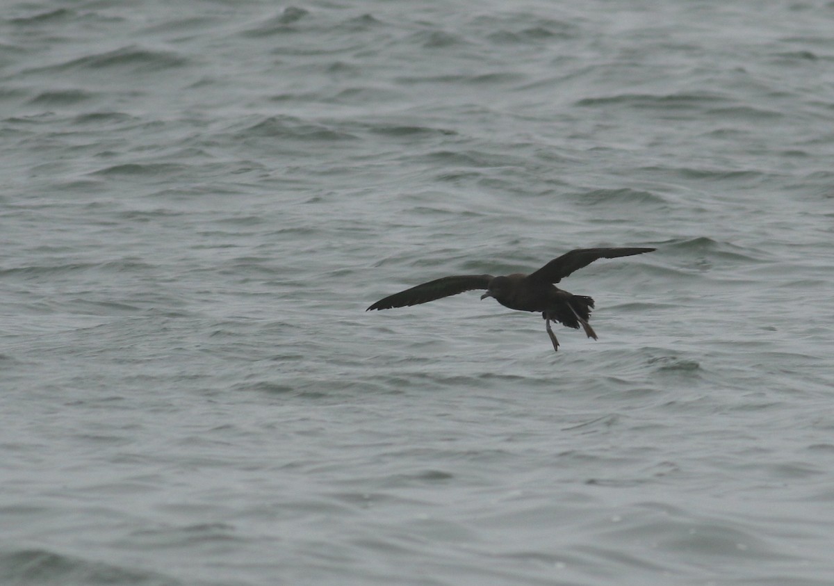 Sooty Shearwater - ML29584011