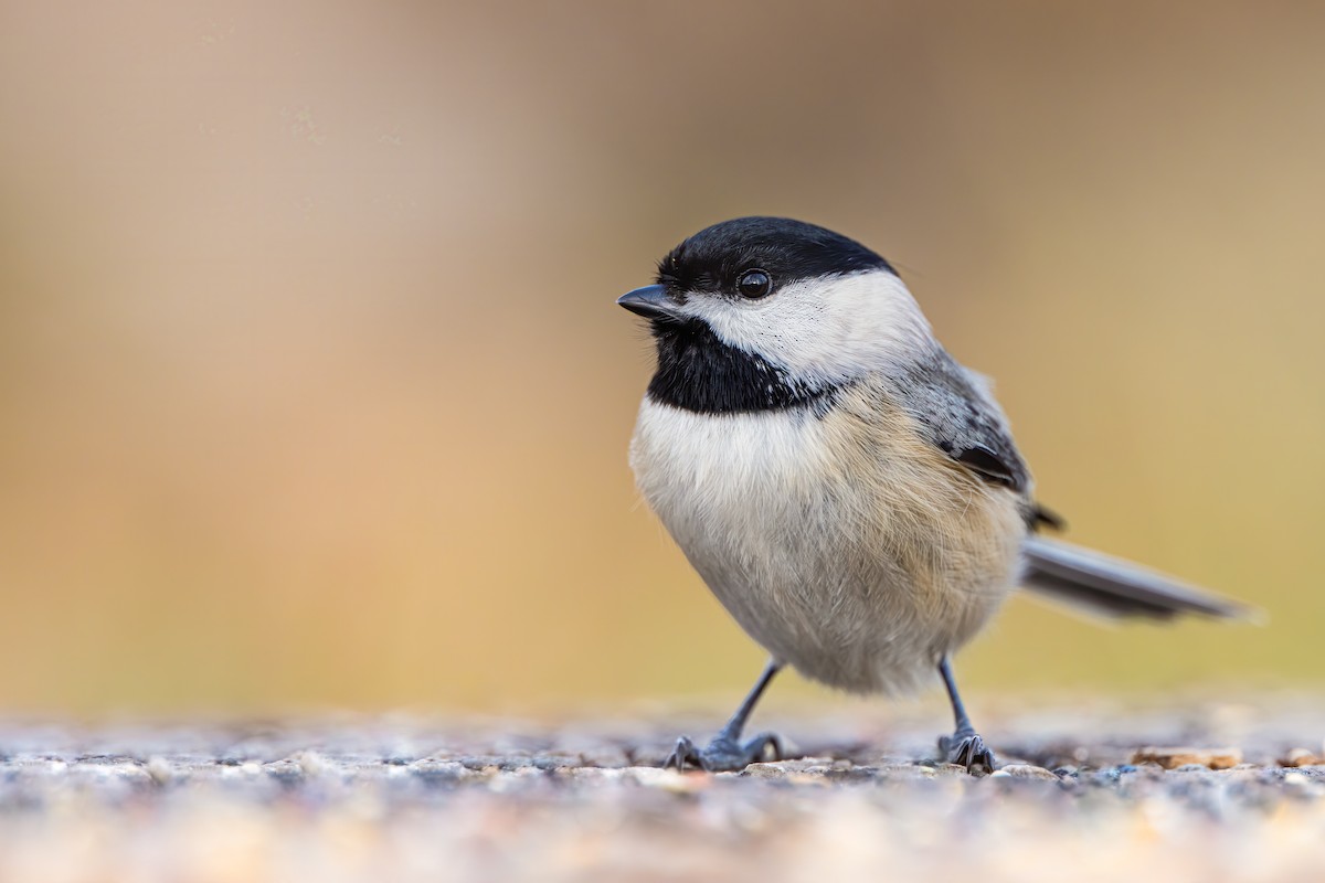 Carolina Chickadee - Ryan Sanderson