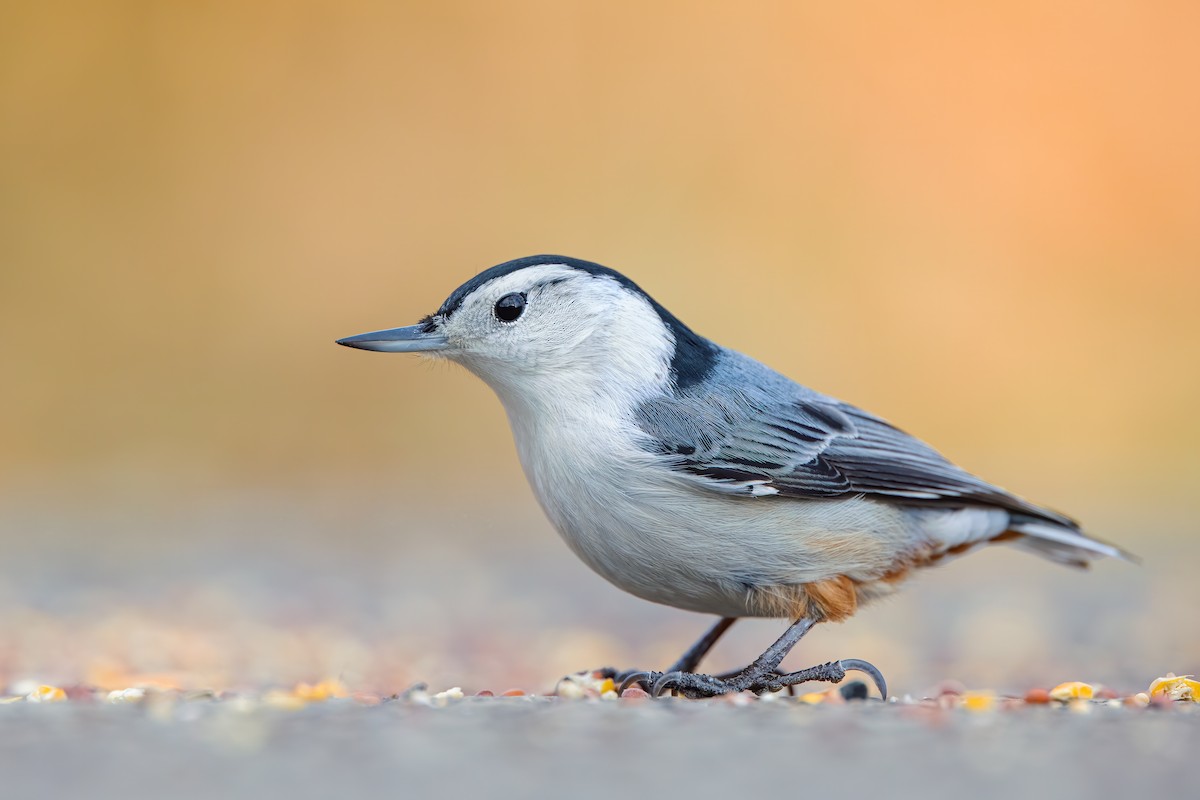 White-breasted Nuthatch - Ryan Sanderson